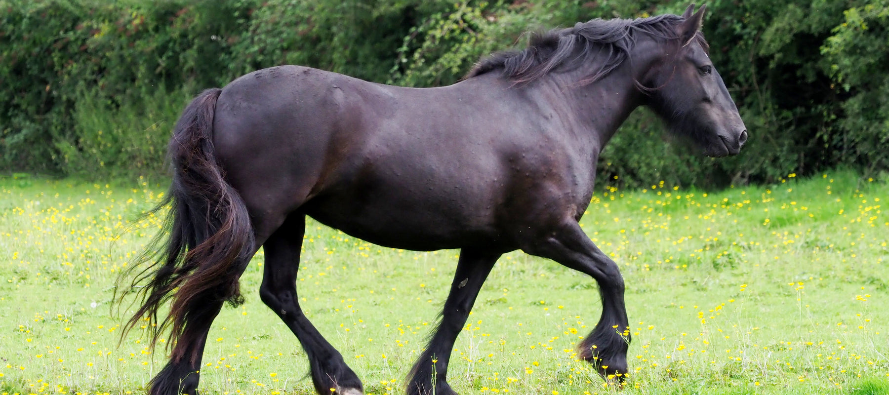 Dales Pony