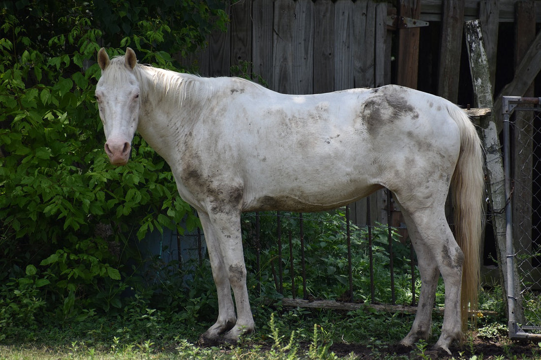 About Horse Dehydration