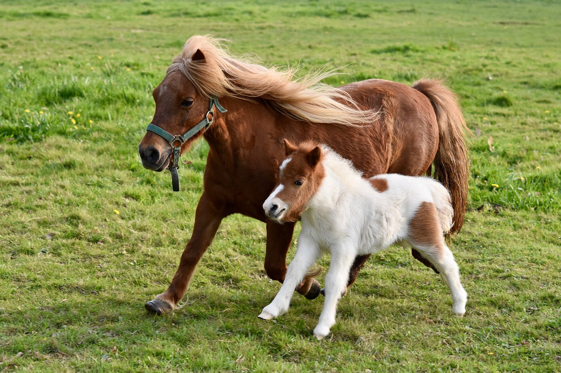 How To Adopt A Horse