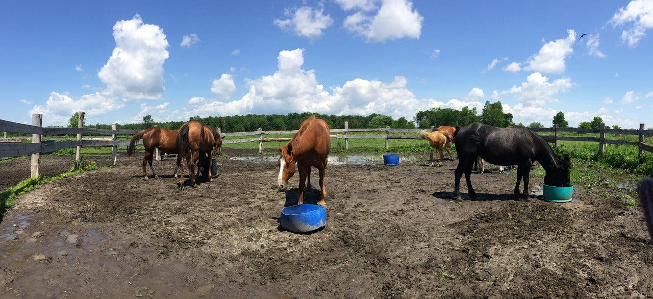 How To Keep Your Horse A Health Weight