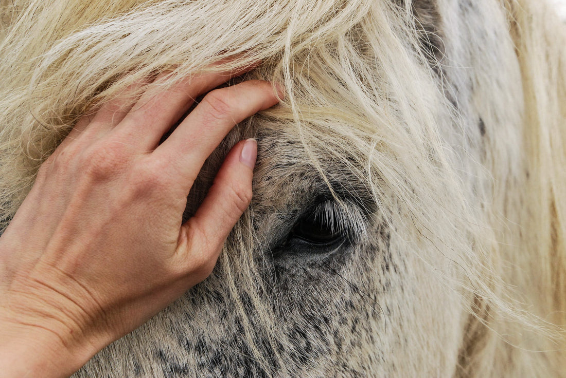 Horse Eye Colour And Temperament