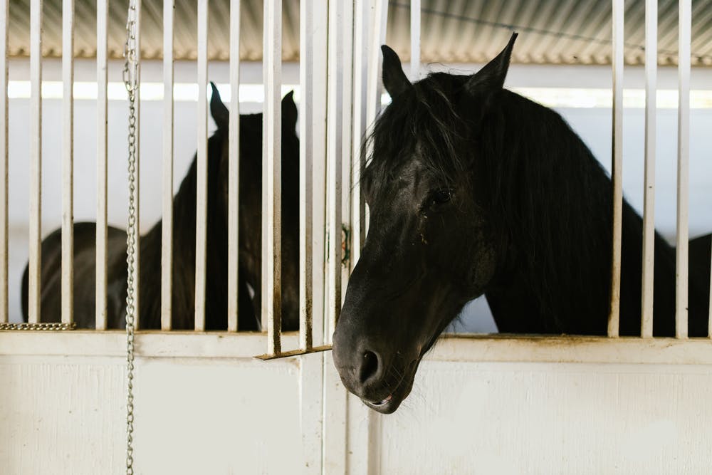 Managing Arthritis In Your Horse