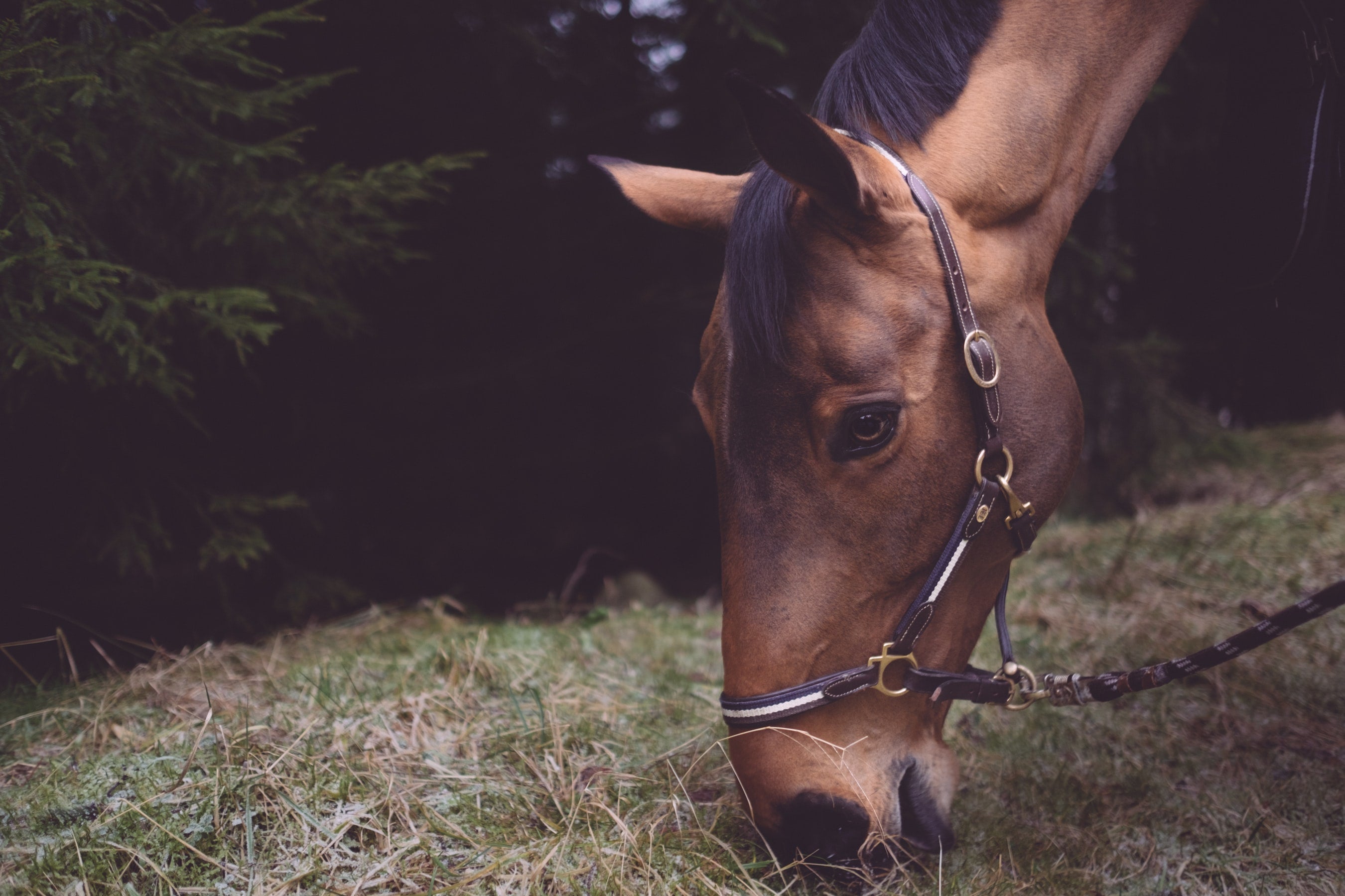 Equine Gastric Ulcers