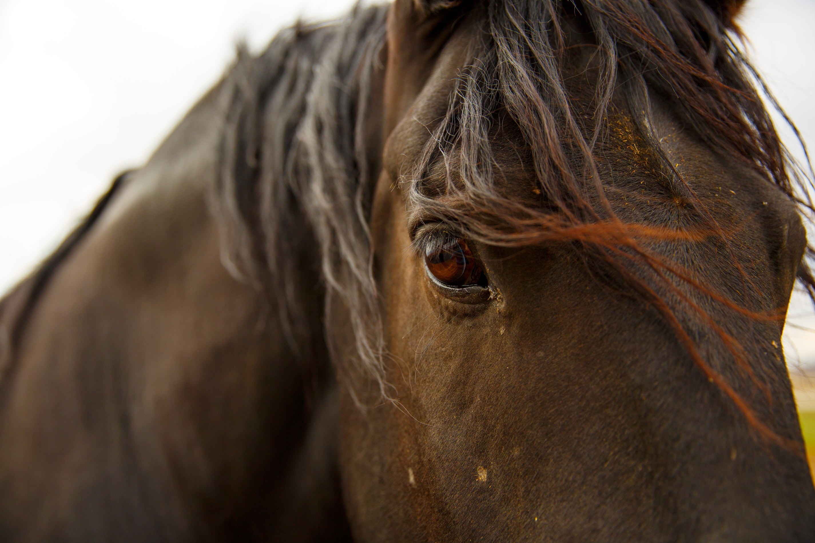 Extreme Breeding In Horses | Equi Supermarket