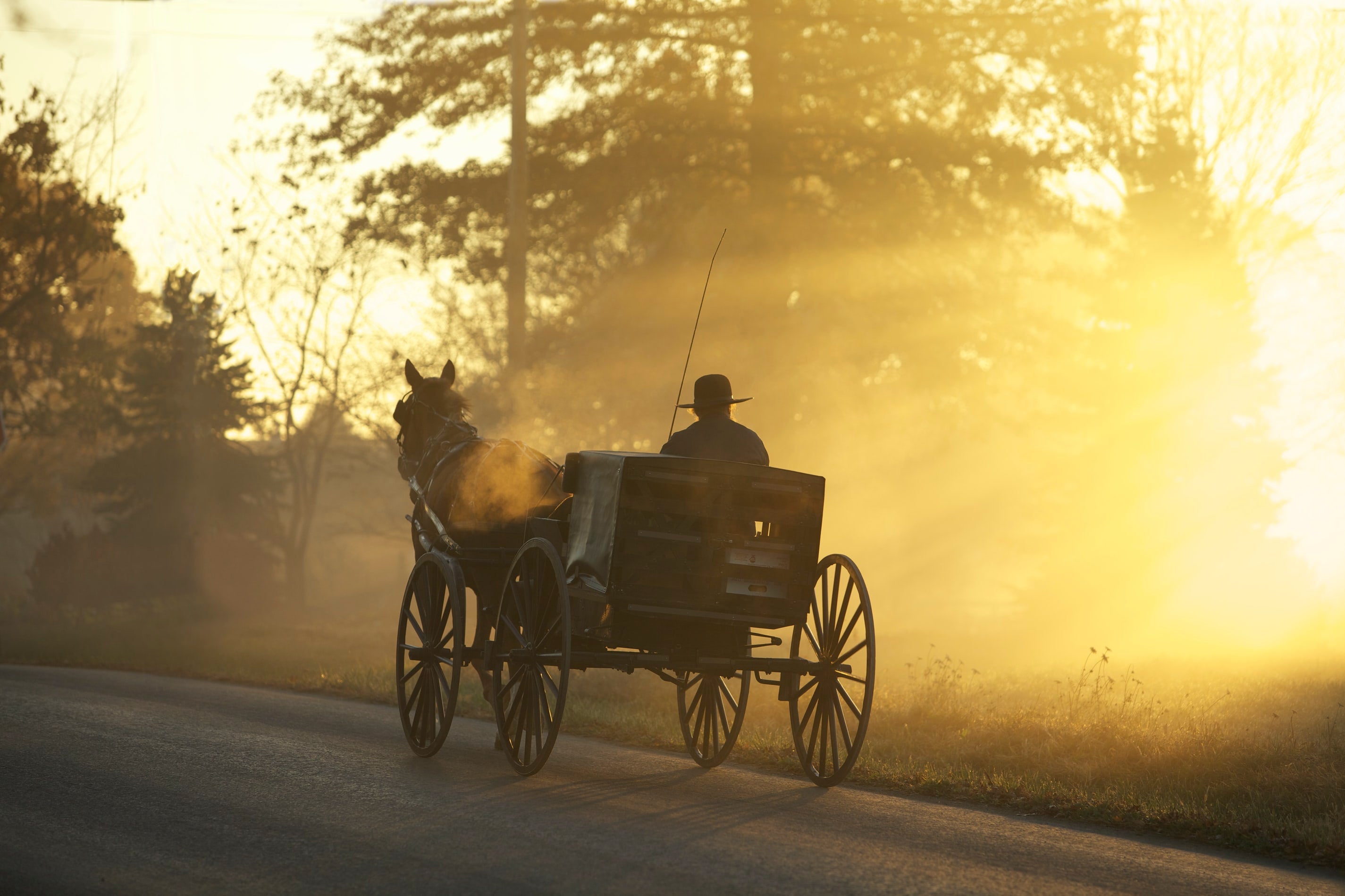 Driving A Horse And Carriage On The Road