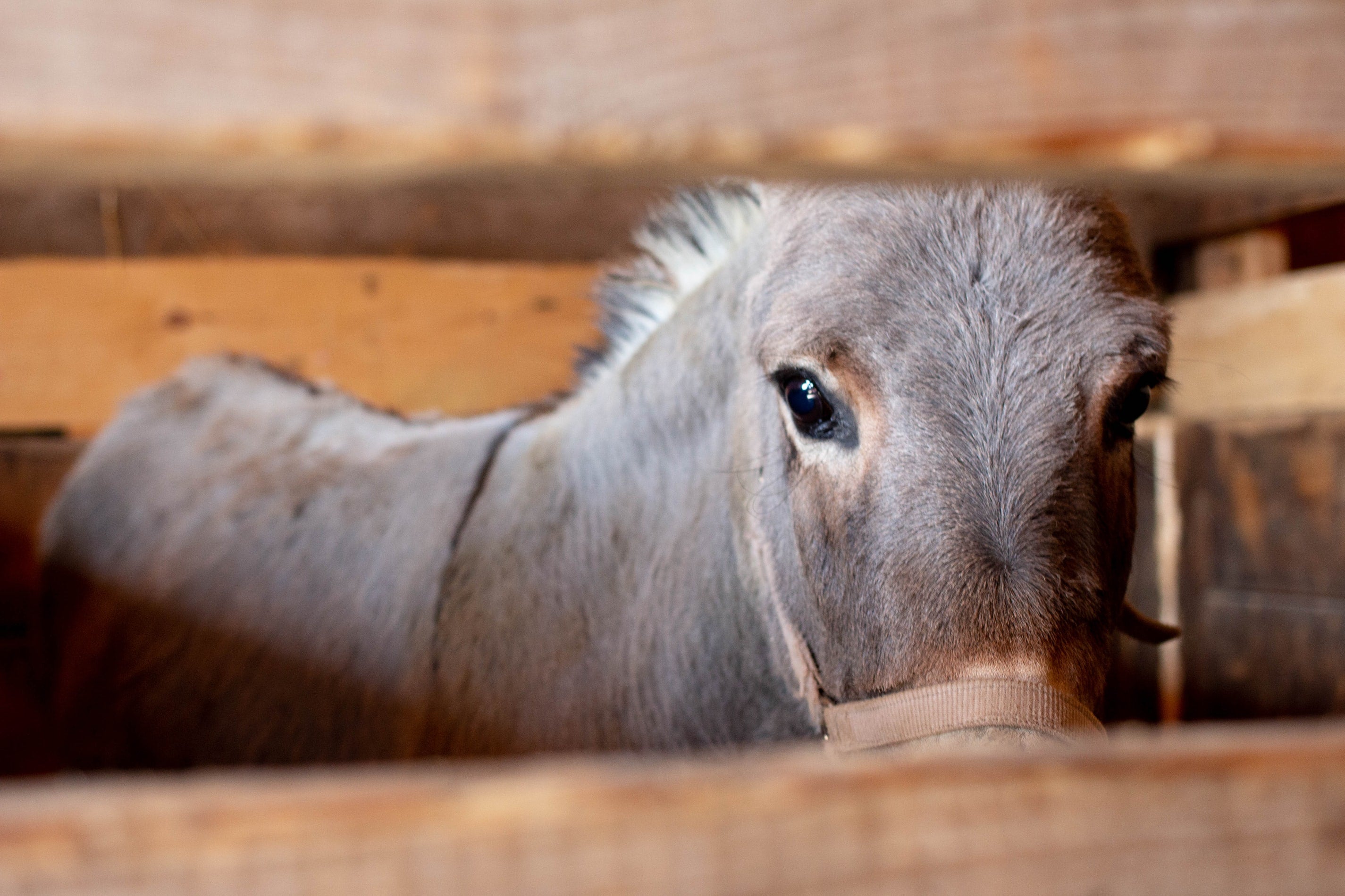 Caring For A Rescue Horse