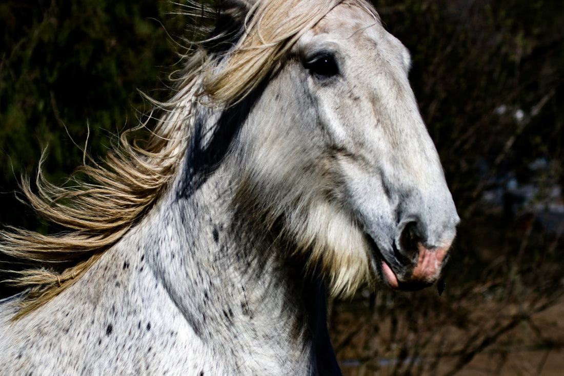 What Is Natural Horsemanship?