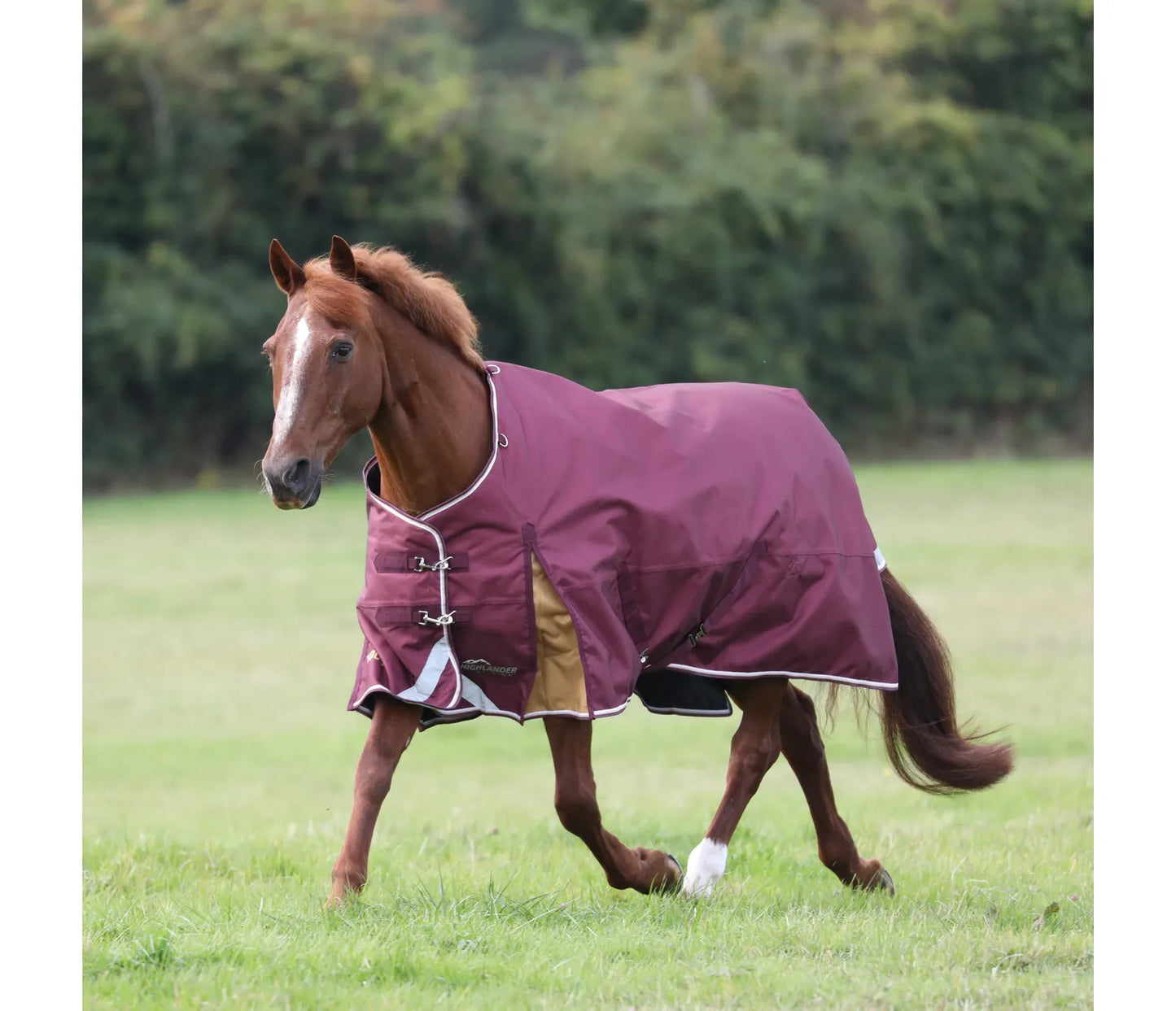 Shires Highlander Plus 100 Turnout Rug Maroon