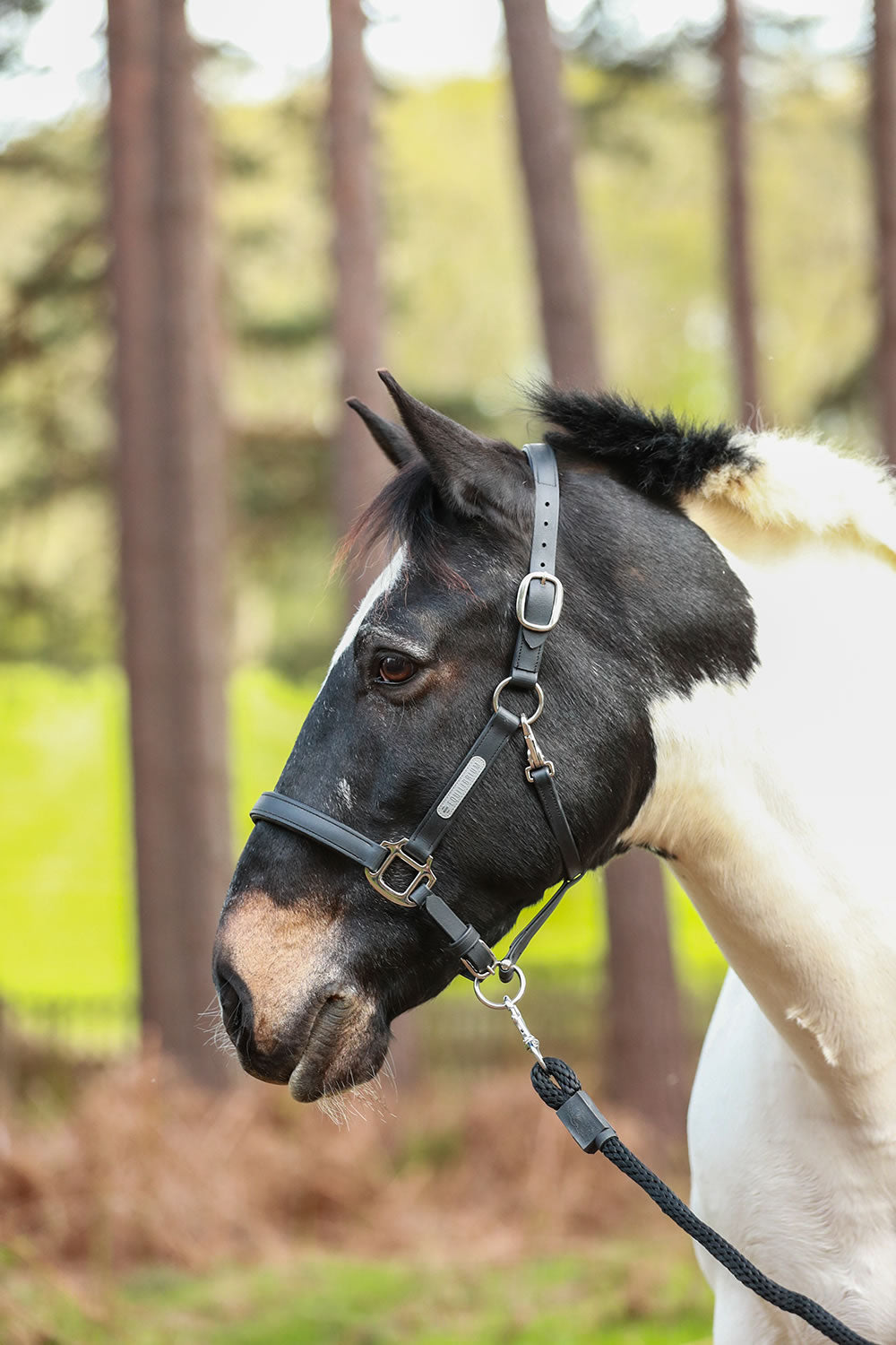 Equilibrium Stellar Head Collar