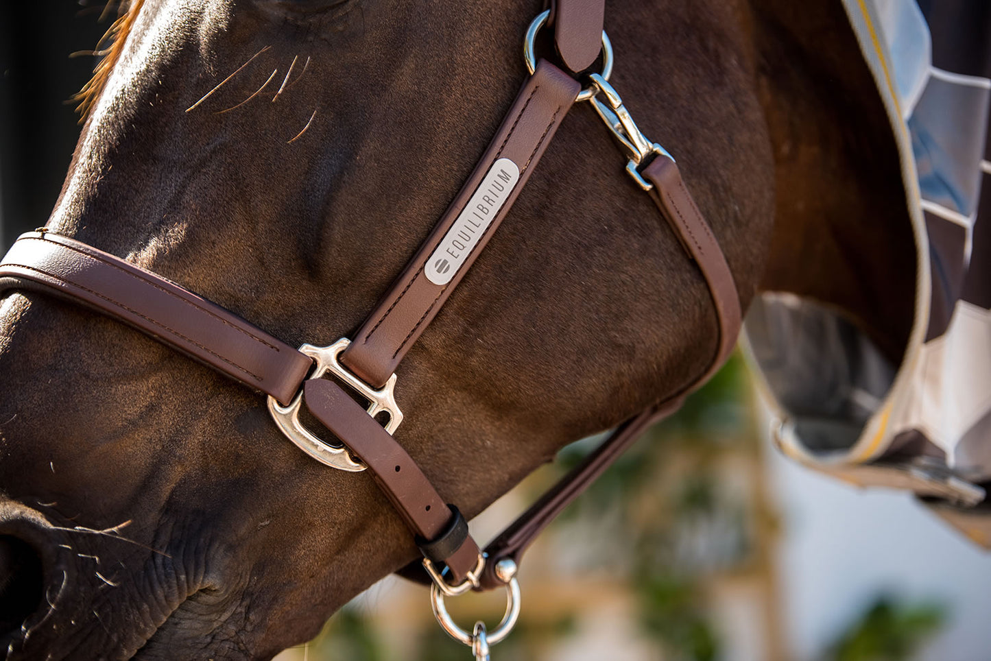 Equilibrium Stellar Head Collar