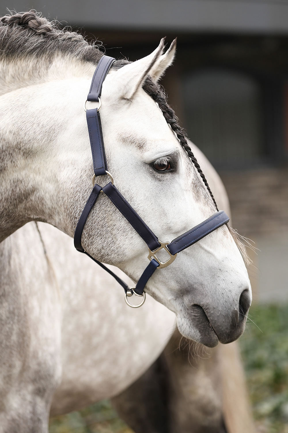 Equilibrium Stellar Head Collar