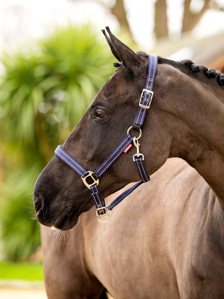 LeMieux Essential Yard Headcollar