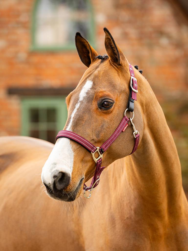 LeMieux Essential Yard Headcollar