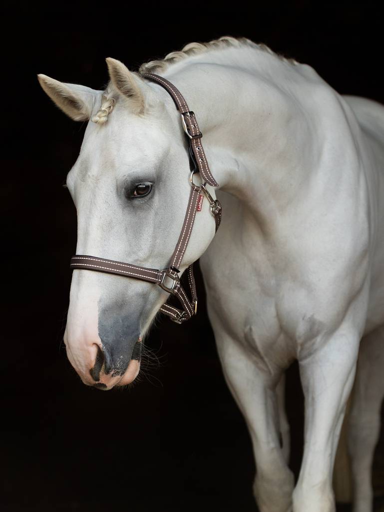 LeMieux Essential Yard Headcollar