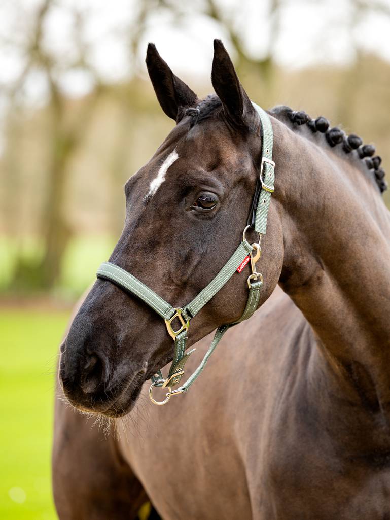 LeMieux Essential Yard Headcollar