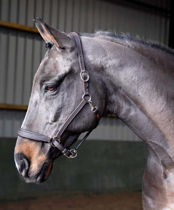 Whitaker Ready To Ride Leather Headcollar