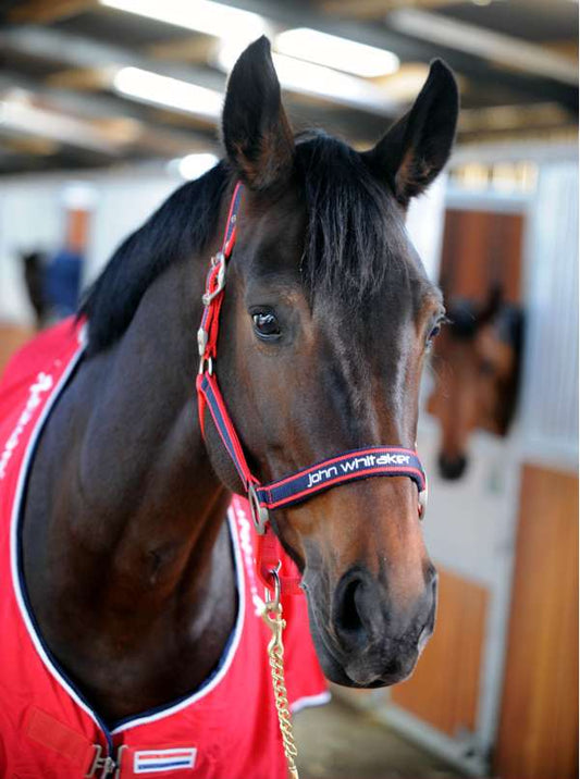 Whitaker Padded Fleece Headcollar